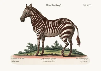 Het mannelijke zebra, 1749-73
